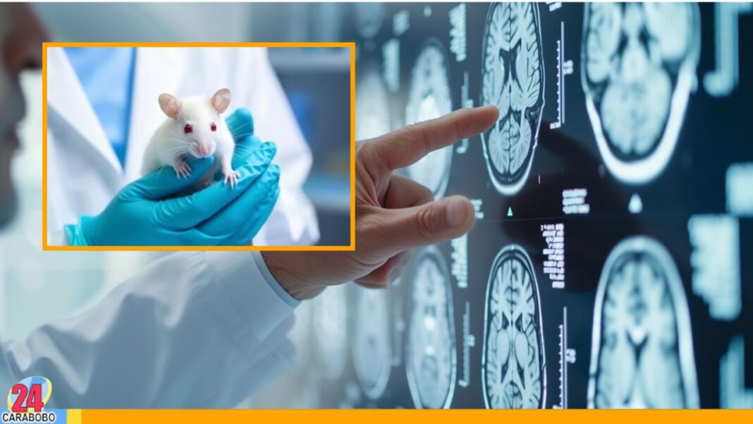 Científicos encontraron un tratamiento para revertir el alzhéimer