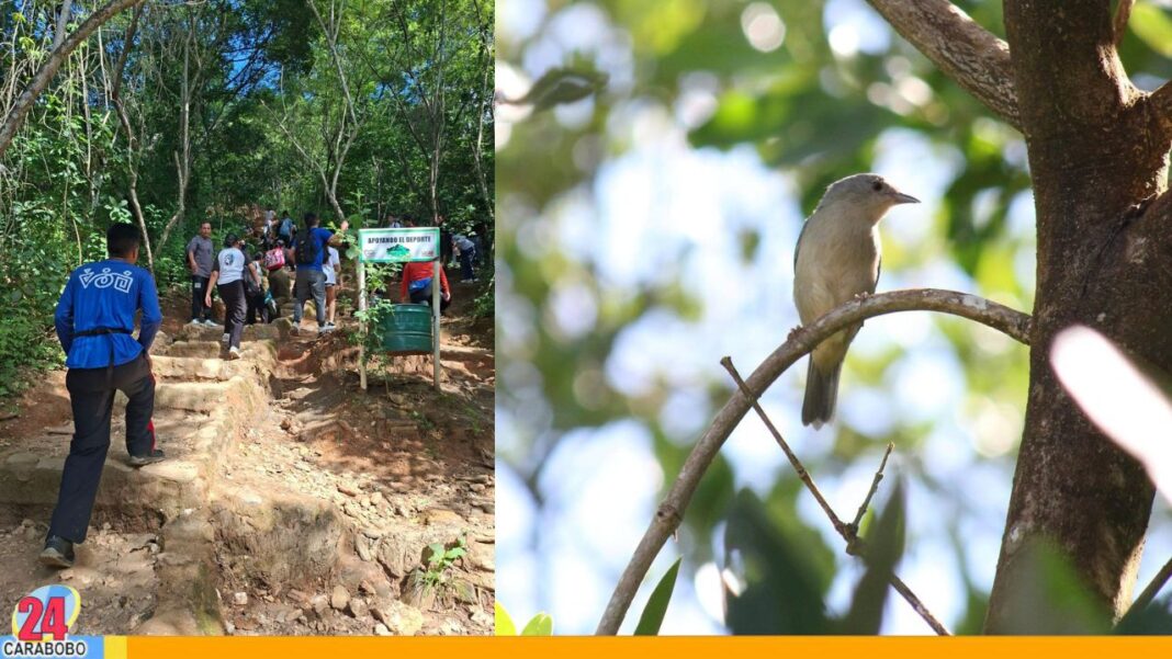 Inició Ruta Turística de Aviturismo Carabobo 2025 en el marco del October Big Day