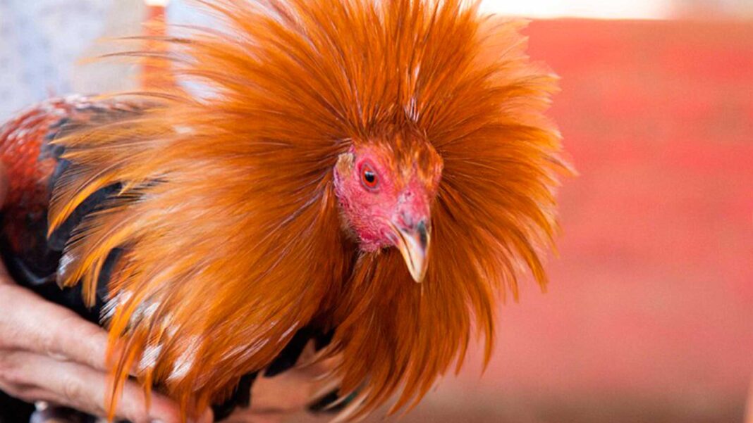 Online Cockfighting