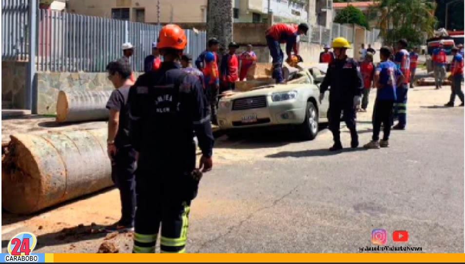 chaguaramo cayó sobre un vehículo en El Trigal