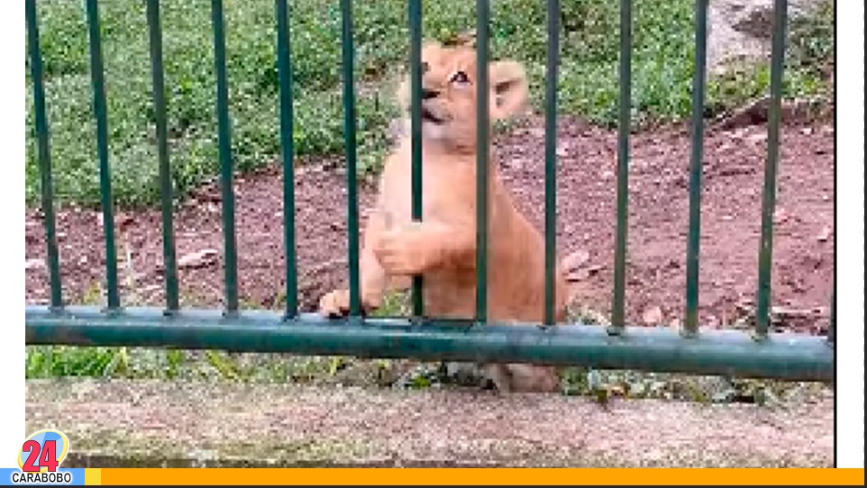 Los leoncitos merideños