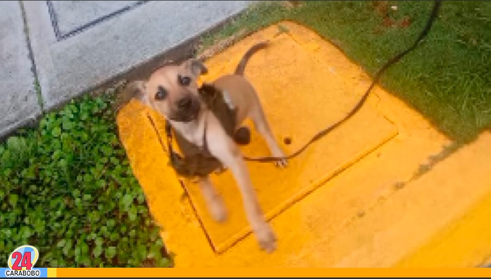 Por maltrato a un perro en Trujillo