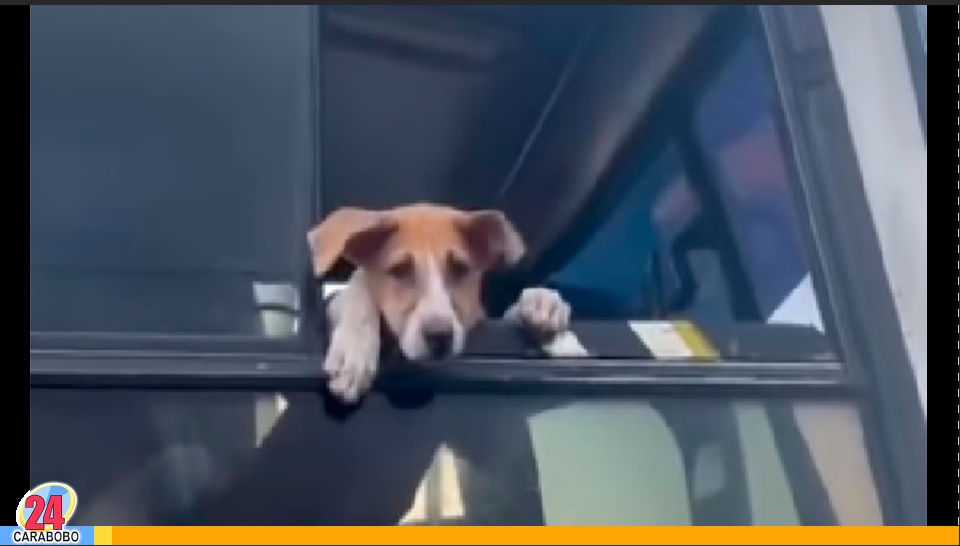 Perro en un Encava se hace viral