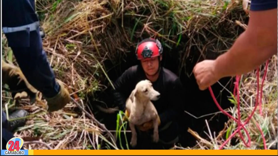 Perro cayó en un aljibe en Tocuyito