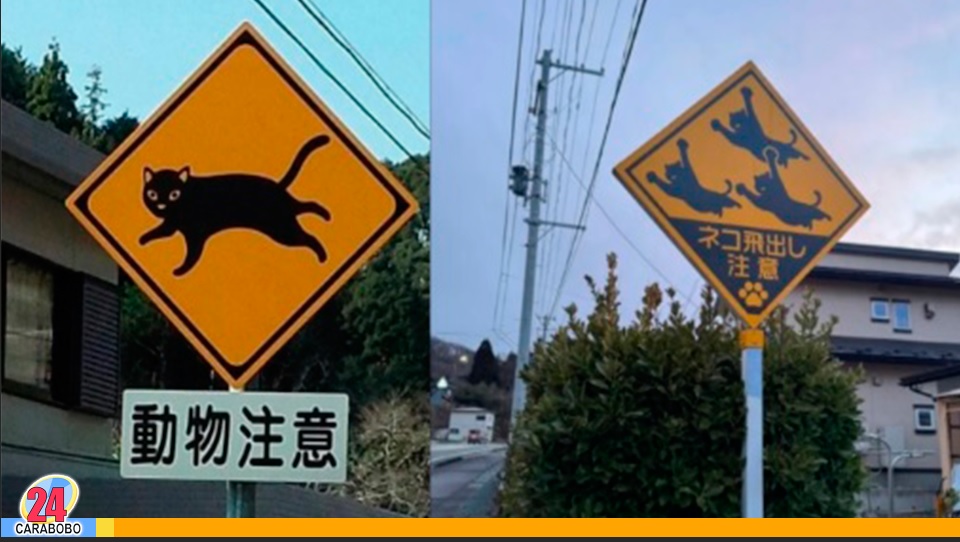 el paso de los gatos