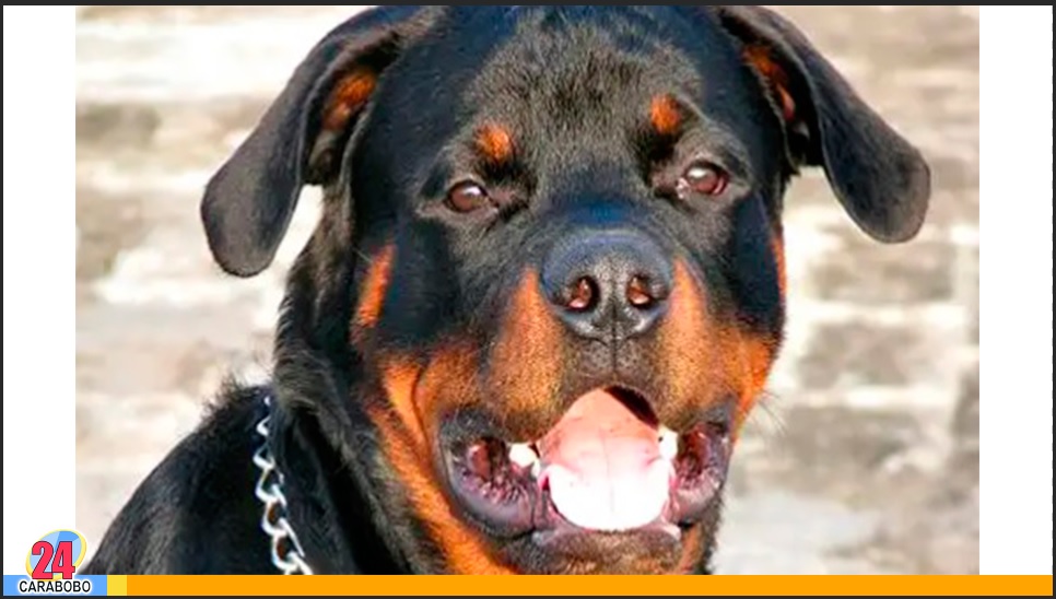 El ataque de dos perros rottweiler