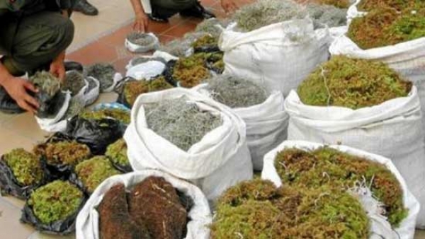 Vender musgo natural en Venezuela