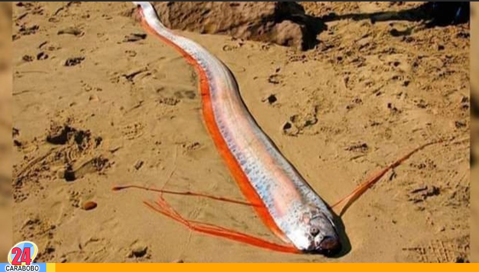 Peces que anuncian terremotos