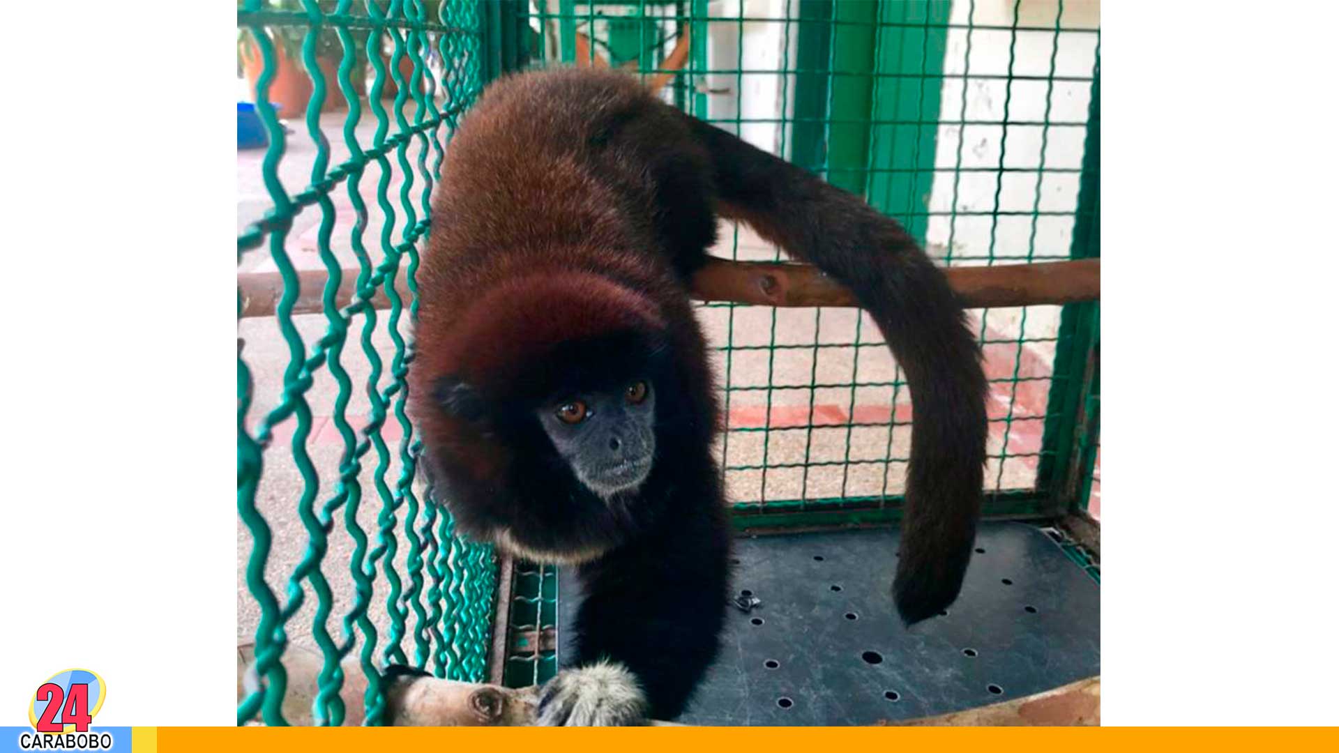 Detenidos por tráfico de animales silvestres
