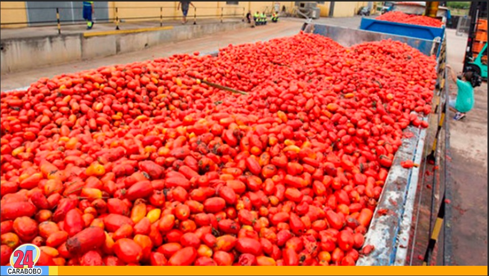 ¿Cuánta es la producción de tomate en Venezuela?