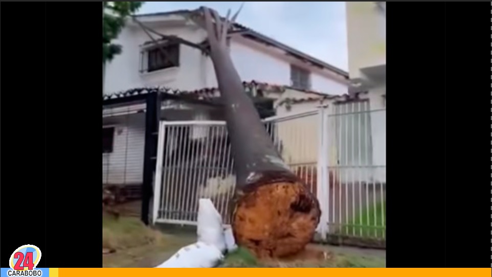 Un árbol de Chaguaramo cayó en El Trigal Norte luego de las lluvias caídas en las últimas horas en la ciudad de Valencia. Se pudo conocer que el hecho