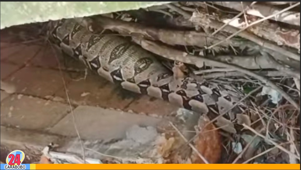 una tragavenado en Los Magallanes de San Diego
