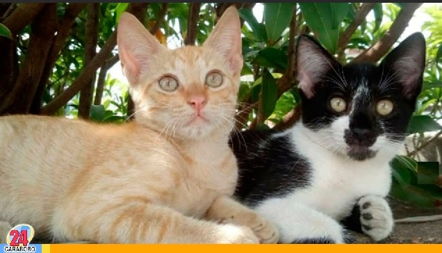 Envenenamiento de gatos en Maracay
