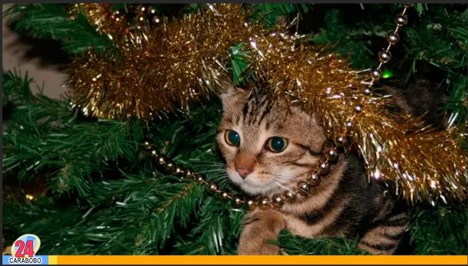 Mantener alejado al gato del arbolito de Navidad