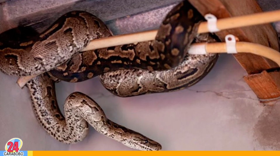 encuentras una serpiente