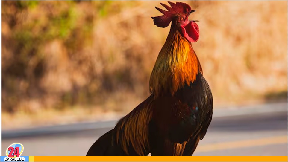 El misterio del canto de gallos en la noche