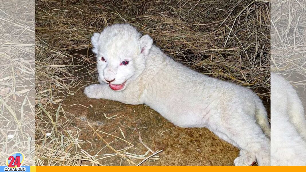 León Timbavati Zoológico Las Delicias