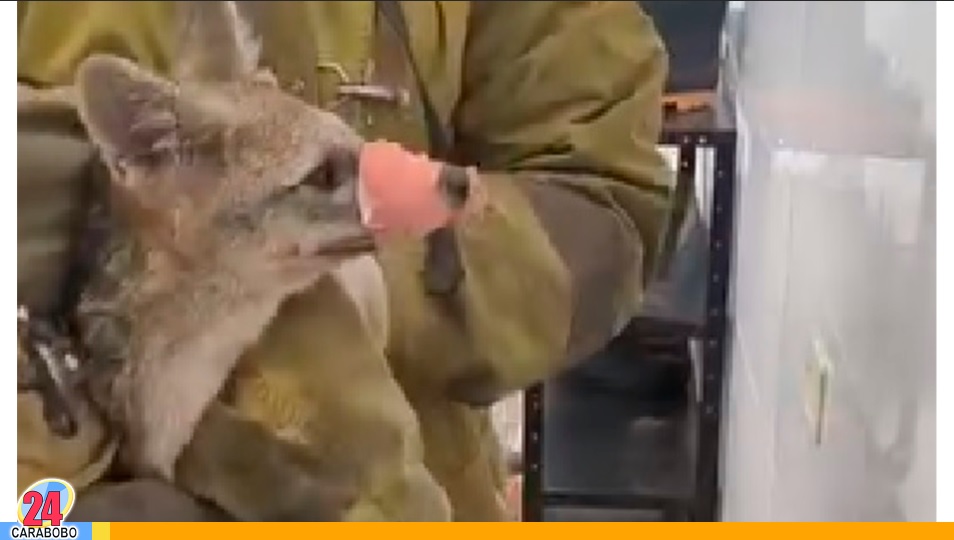 Rescatado un zorro silvestre en un hotel de Los Guayos