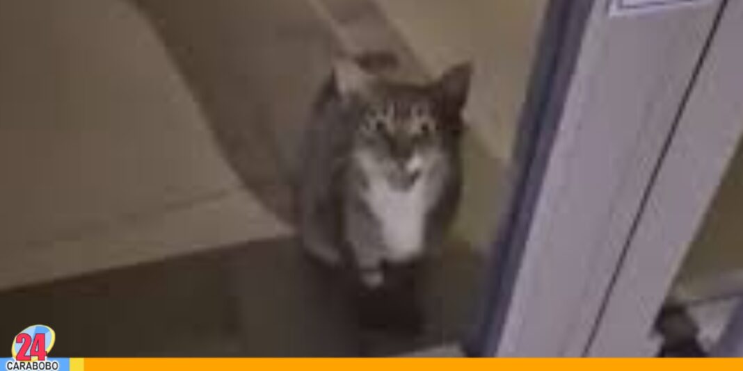 gato ingresó banco