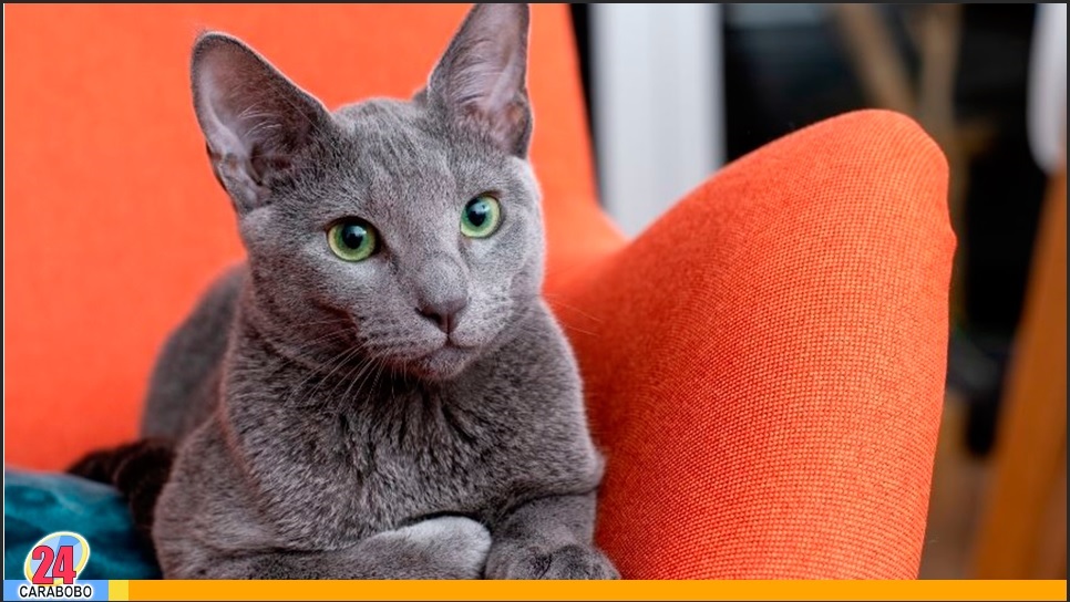 acariciar al gato