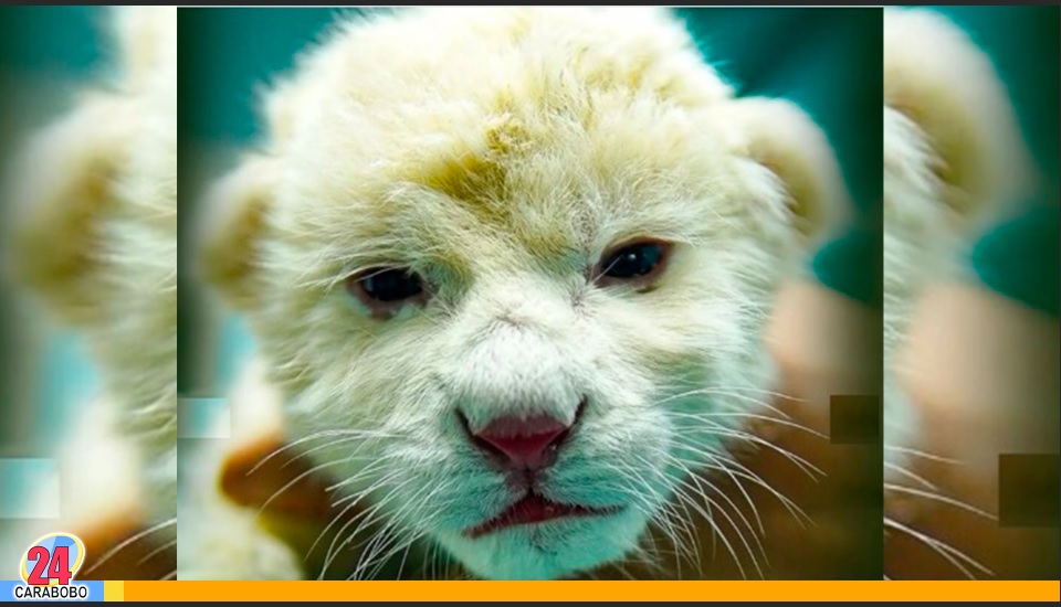 Leones blancos en el Zoológico de Maracay