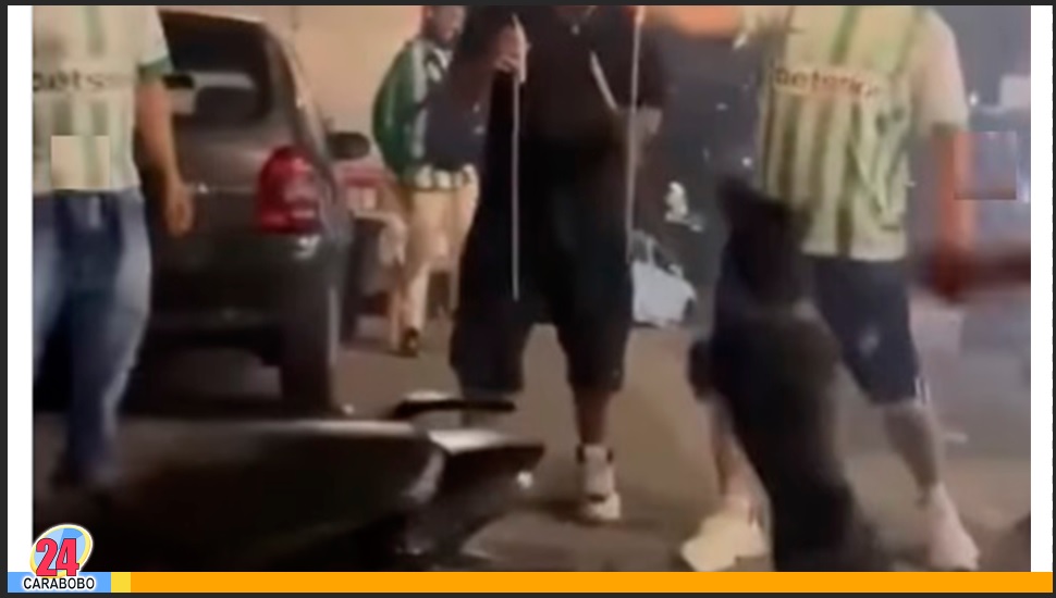 perro tomó un cohete