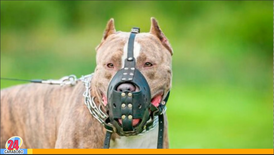 Bebé murió al ser atacado por dos perros de raza Pitbull en Perú