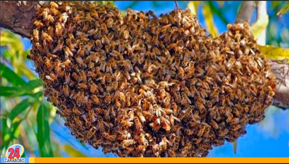 ante un enjambre de abejas