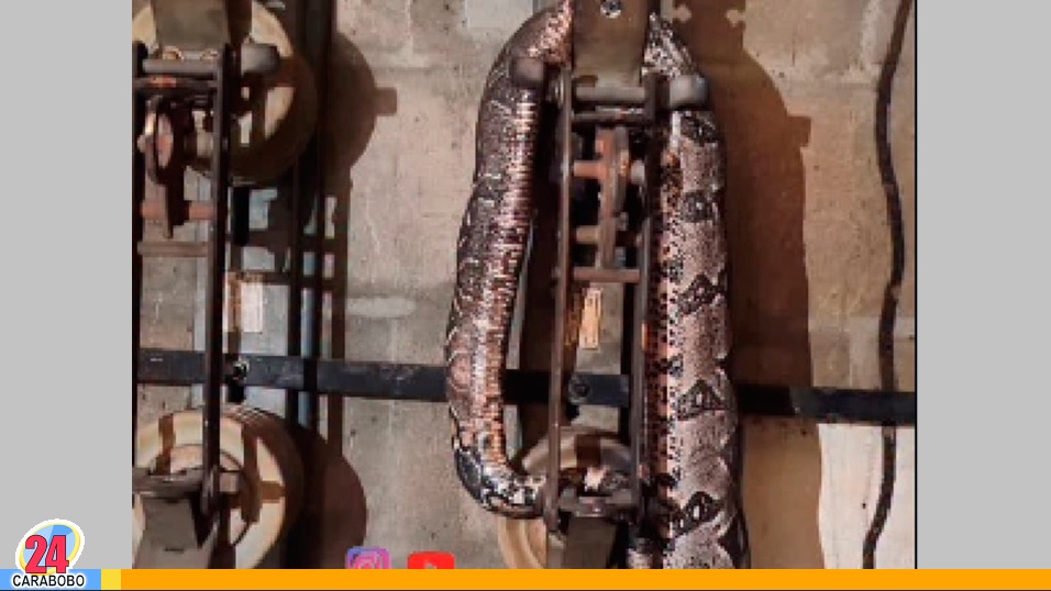 Serpiente en Lomas del Este dejó sin servicio eléctrico al urbanismo