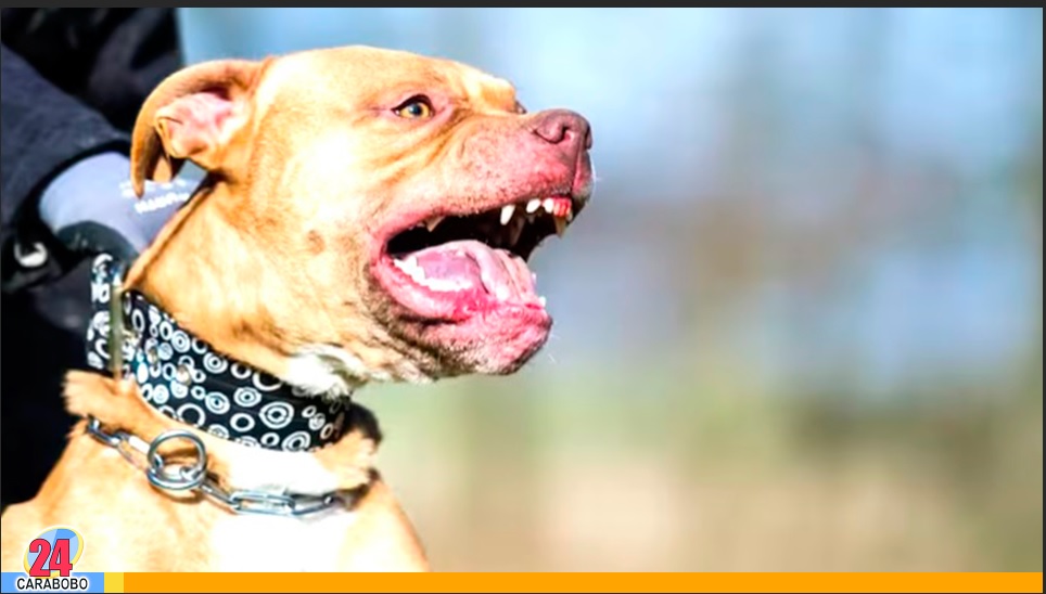 Perros pitbull ingresaron a escuela en México