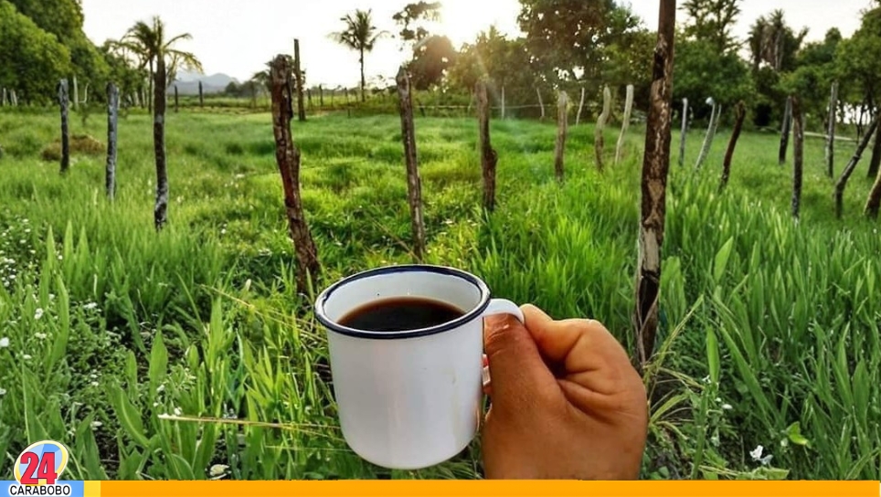 Café previene la demencia