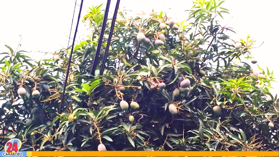 Joven electrocutado en mata de mango