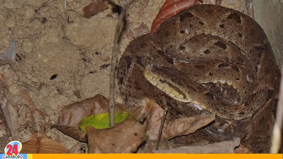 Niña fallece por mordedura serpiente