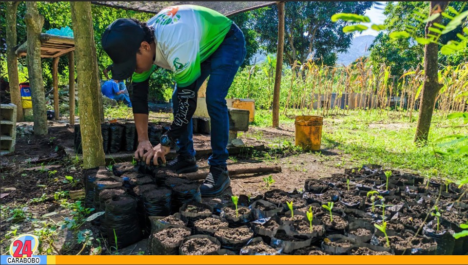 Plan Nacional de Reforestación en Carabobo