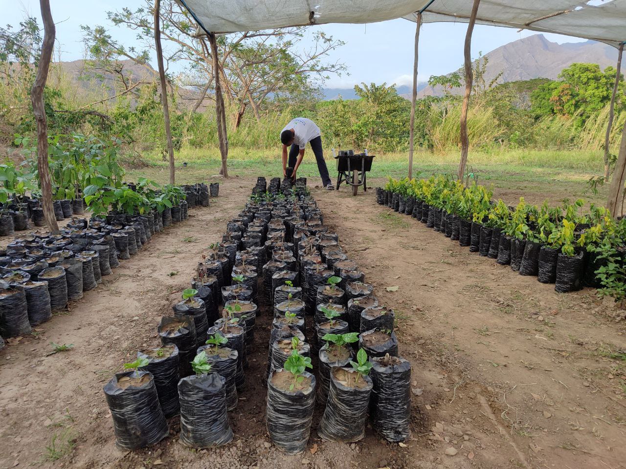 Plan Nacional de Reforestación en Carabobo