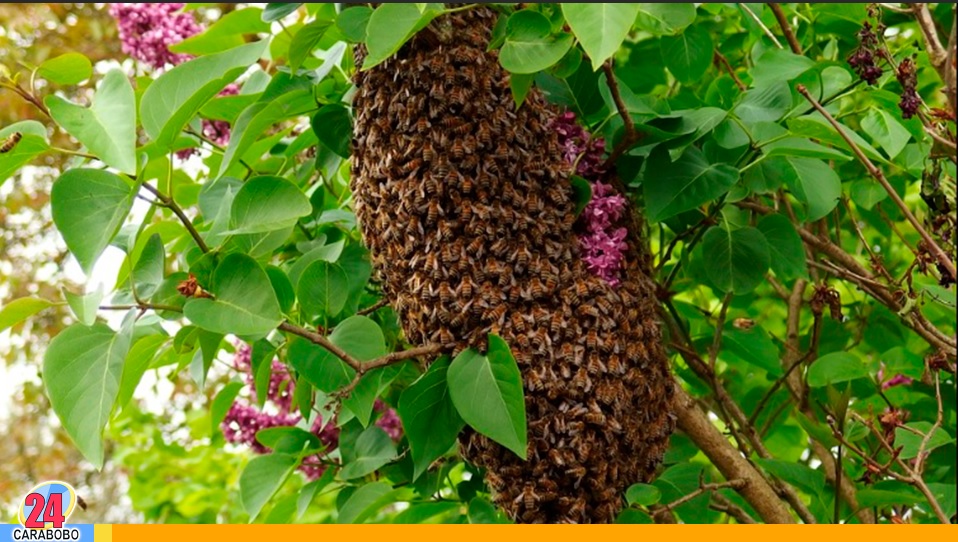 falleció tras ser atacado por un enjambre de abejas