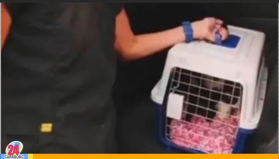 Presunta desaparición de gatos en Caracas