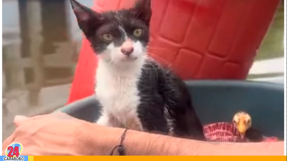 Se hizo viral por rescatar a sus gatos y pollos en Colombia