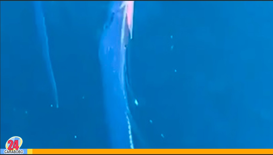 Dos peces remo en Japón
