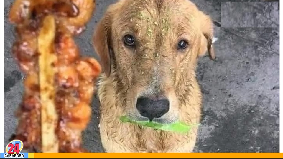 Un perro intentó comprar comida con una hoja