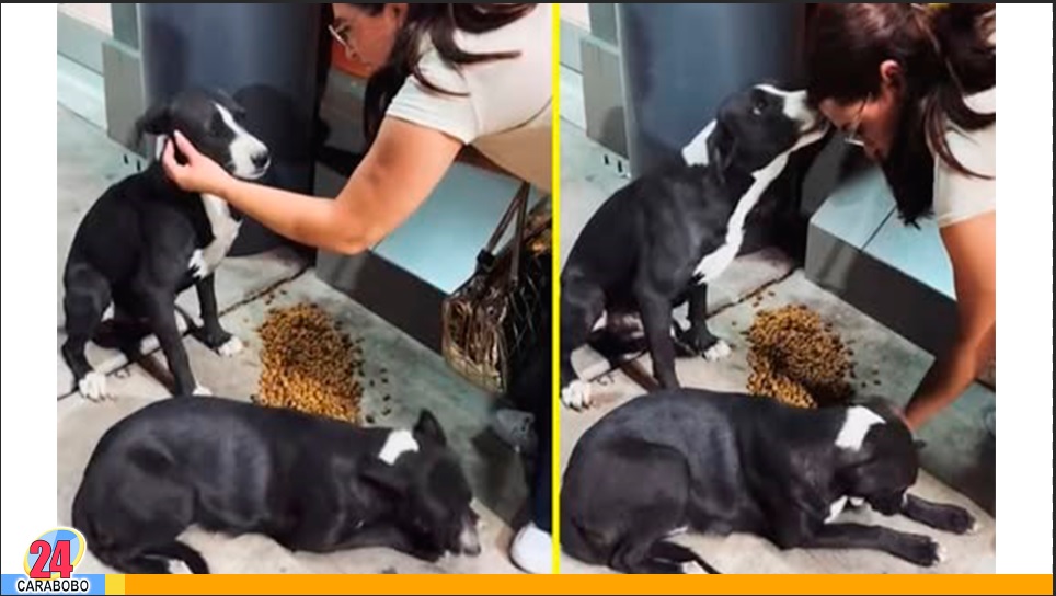 El bonito gesto de un perro