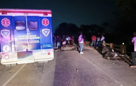 choque de un autobús con cuatro vacas