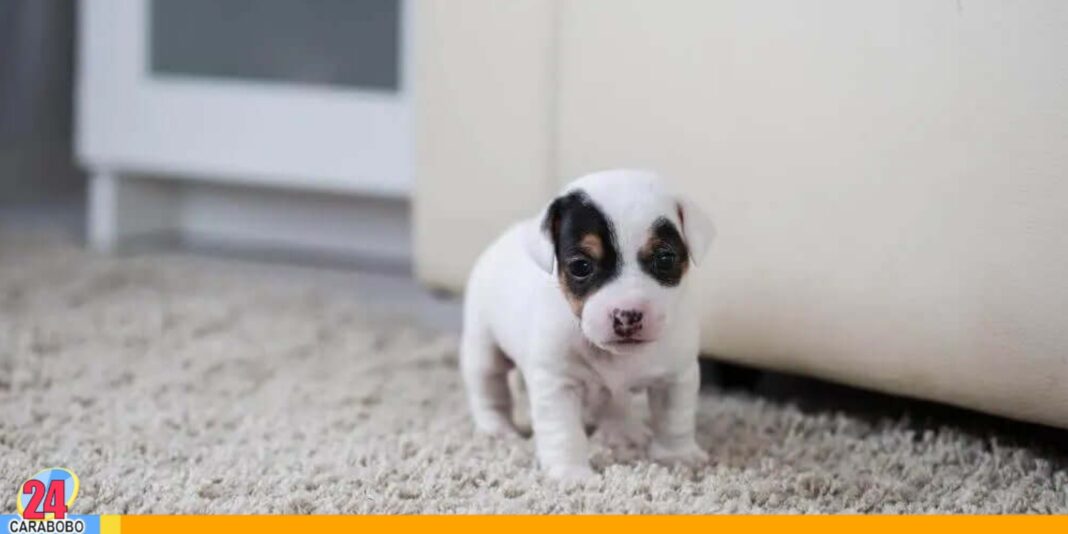 primer perro en casa