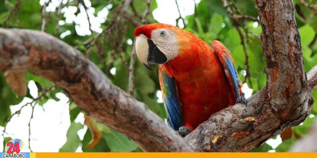 Minec consecuencias fauna silvestre