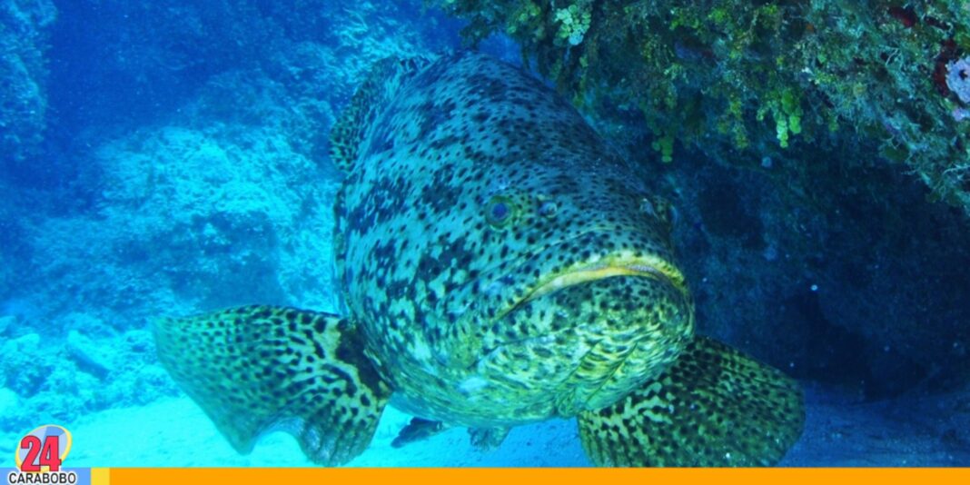 pesca mero riesgo ecosistema marino