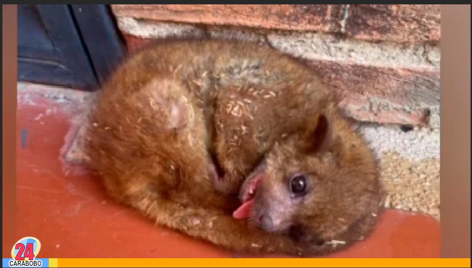 Cuchicuchi encontrado en Naguanagua
