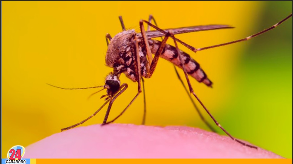 fallecimiento por fiebre amarilla