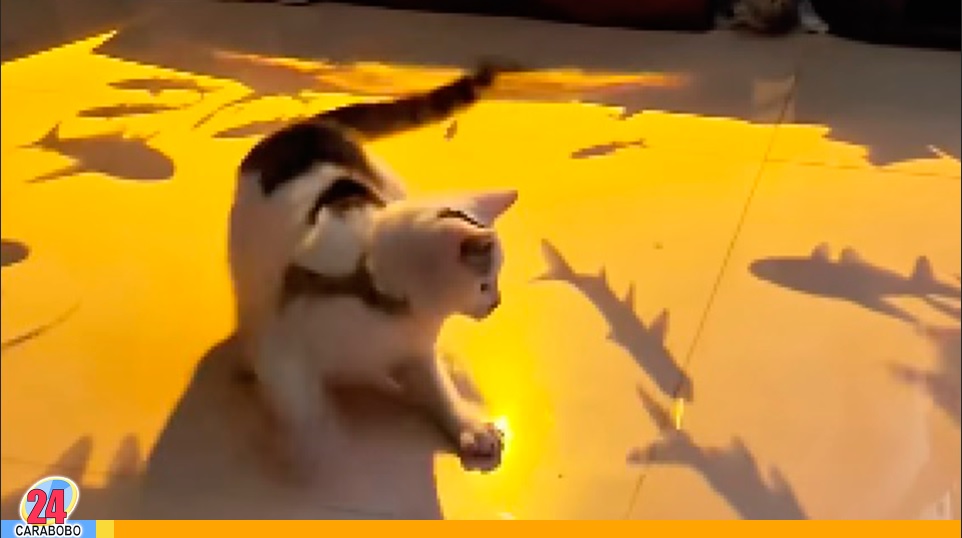 Gato se hizo viral al tratar de cazar peces