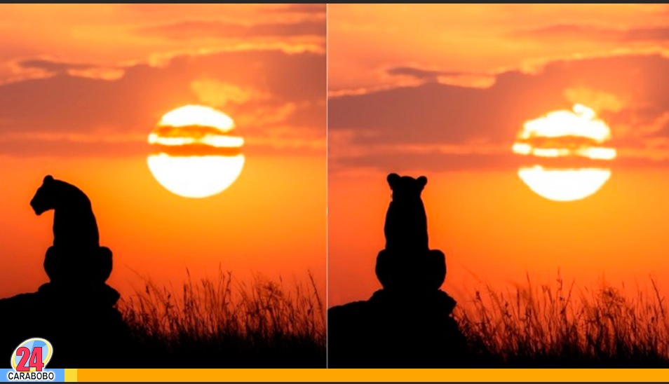 Leona en África se hace viral por mirar el atardecer