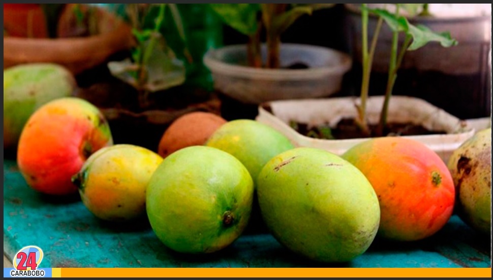 Una red a su mata de mango